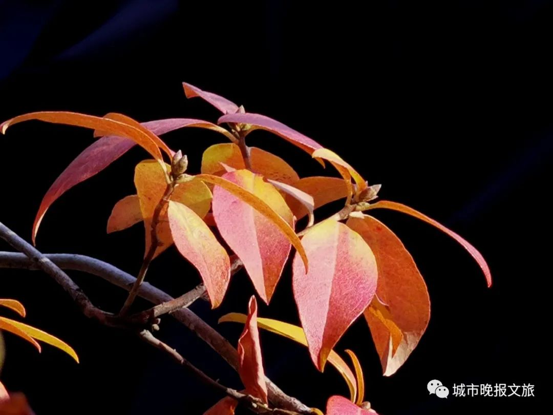 城晚拍拍丨秋色如画
