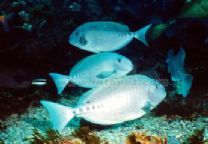 十大最好看的观赏鱼图片大全,十种最漂亮的观赏鱼图片