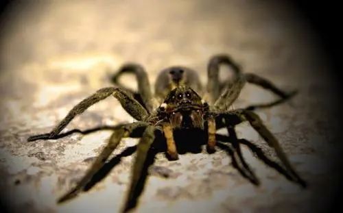 不光人类怕高温,蜘蛛也会中暑,看看蜘蛛发明的两大避暑特技