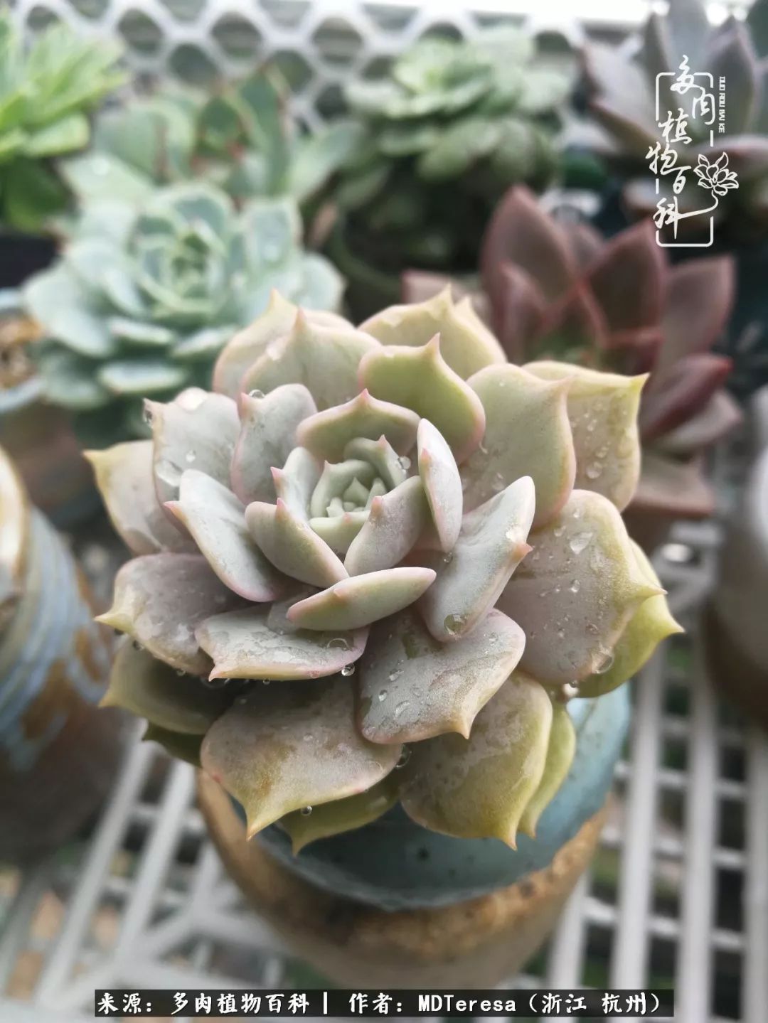 养好能养好的才是王道！期待多肉们的华丽转身