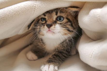 幼猫爱吃饭是为啥,幼猫爱喝水不爱吃猫粮