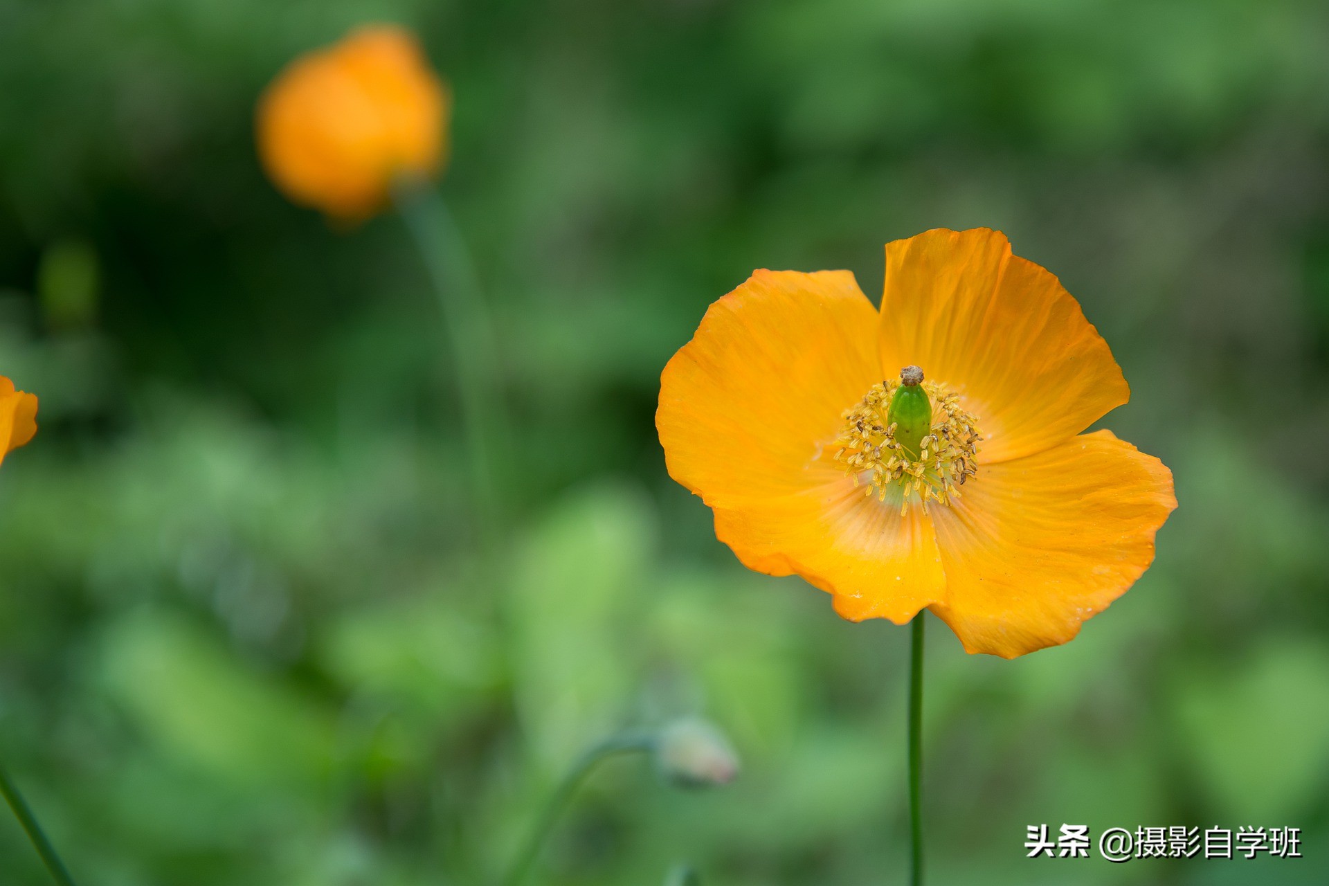 拍花朵怎么拍出来的又多又好看,怎样拍摄小花朵最好看