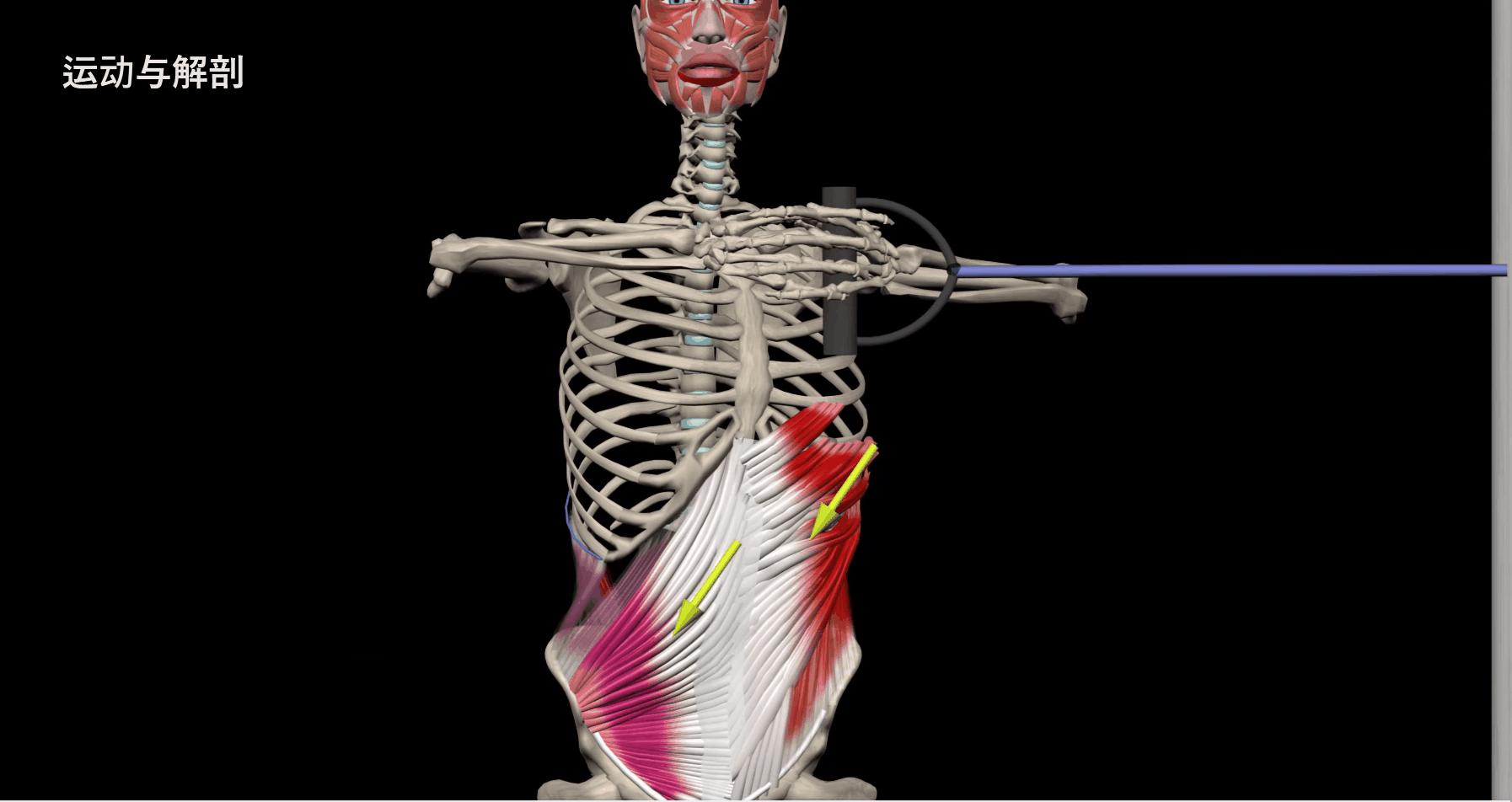 给大家示范一下练腹肌最好办法,又快又有效又简单的腹肌怎么练