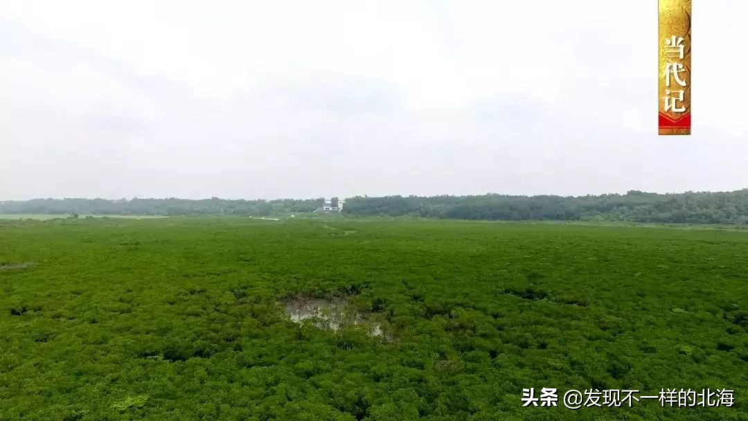 广西合浦是怎么样的？央视是这样全方位介绍这美丽的珠乡的