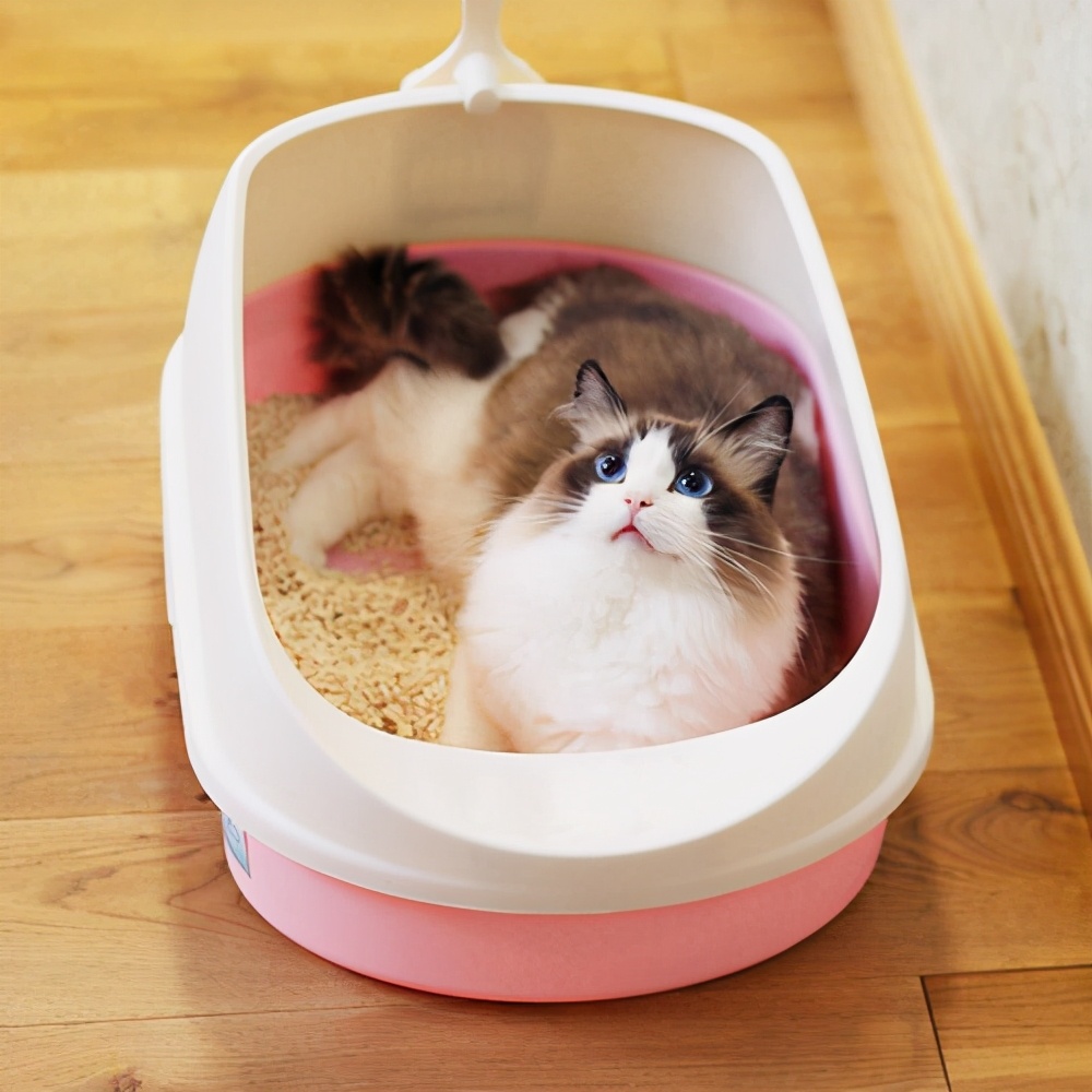 猫呕吐拉稀但是精神很好,德文猫拉稀像泥浆很臭但精神很好