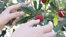 杨梅樱桃里面有虫子,樱桃杨梅有虫子