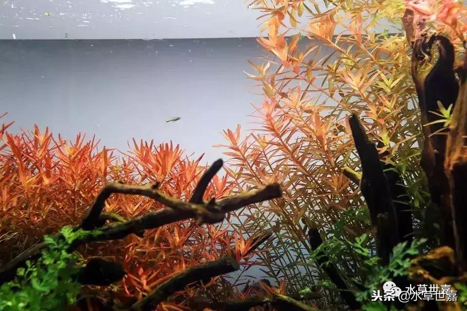 40厘米鱼缸杜鹃根造景,杜鹃根水草缸