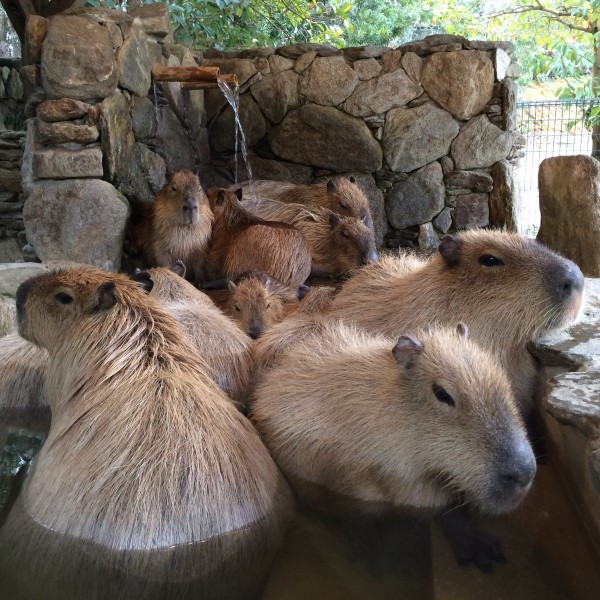 八达岭动物园水豚,动物园水豚热水澡