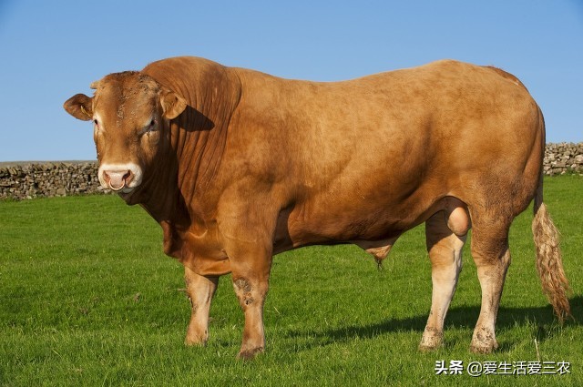 低成本小投入的行业,现在做什么低成本高收入行业