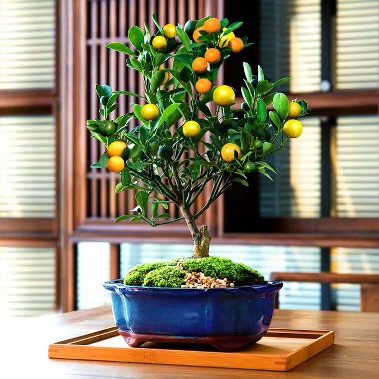 花卉有小虫子用什么方法驱虫,花卉虫子怎么消灭