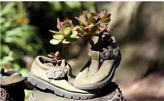 家里花瓶插花放点什么,创意养花花瓶