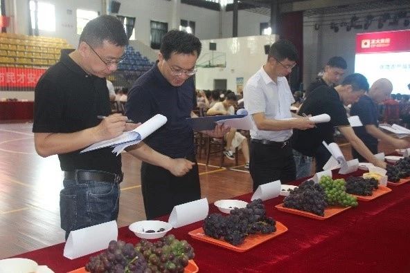 插上农业物联网的翅膀，慈溪葡萄能否扭转产业局面？