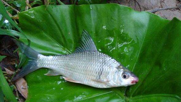 鲮鱼怎么钓才好吃,钓土鲮视频土鲮鱼好吃吗