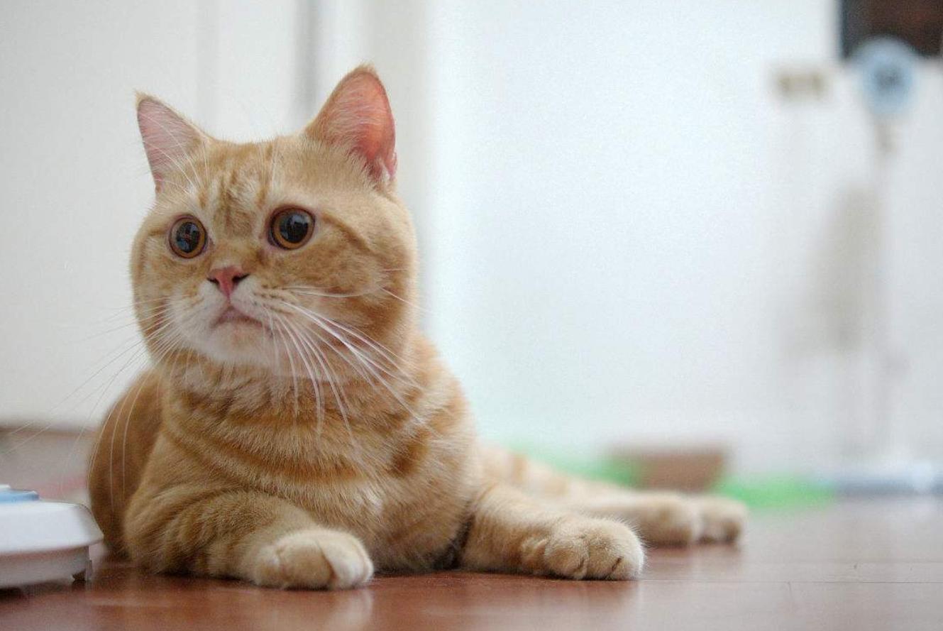 喵星人为什么爱趴在汪星人身上,喵星人偷偷睡觉