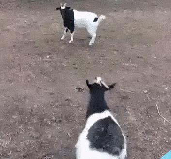 最能挨揍的男人,男人能有多抗揍