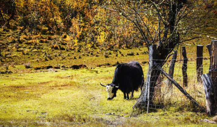 秋天最值得去的四个地方,秋天全部的风景