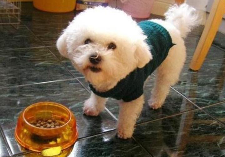 泰迪狗狗嘴巴毛怎么修,泰迪嘴臭怎么回事啊