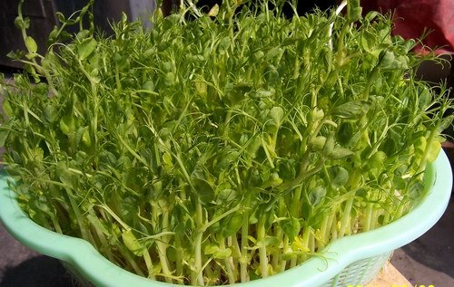 自己种的豌豆芽可以吃吗,豌豆芽可以干什么