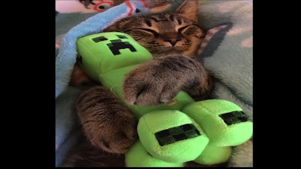 我的世界猫和苦力怕什么关系,我的世界苦力怕为什么怕猫猫