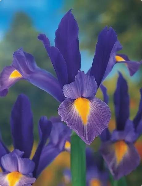 赏花时间表,赏花季节及图片