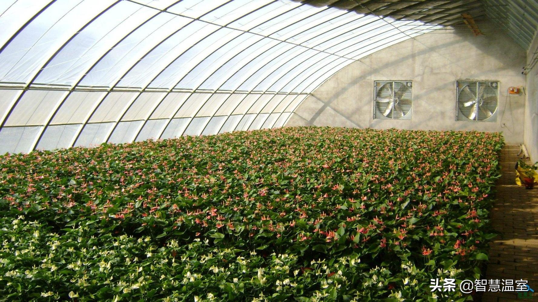 盘点温室大棚的优缺点，看看哪个类型适合你