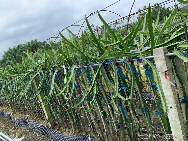 燕窝级火龙果,燕窝果海南火龙果