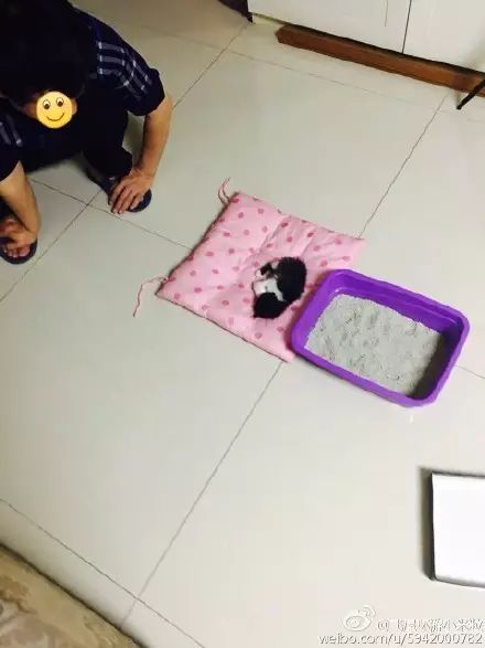 冲动下养猫，你和你的猫现在是怎样的生活？