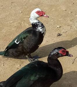 2022年特种养殖前景最好的品种,目前养殖业最赚钱的项目