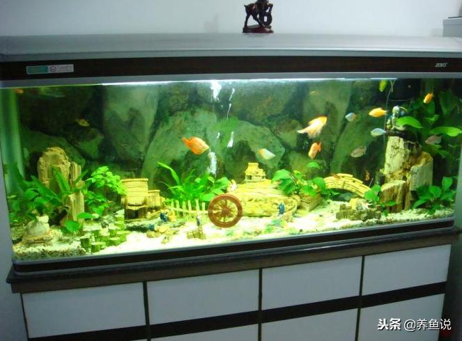 鱼缸水温上升太快鱼儿会生病吗,鱼缸多久清洗一次褐藻