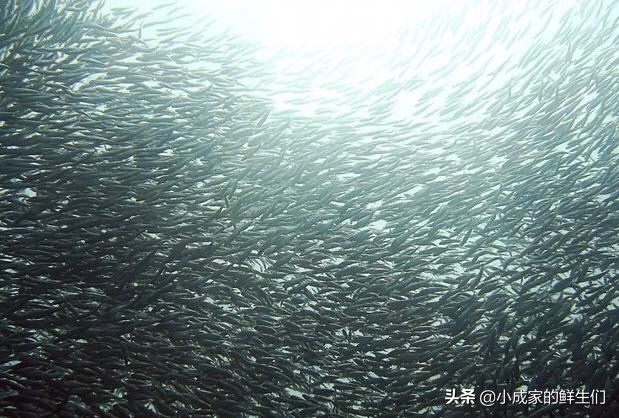 渔民常见捕获海鲜以及价格,野捕海鲜