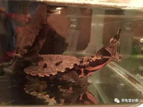 新手养龟常见疾病,各种龟的养殖难与易介绍