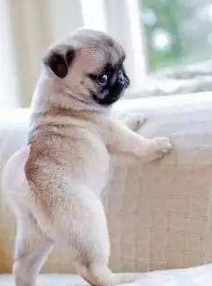 纯种巴哥犬的特征有哪些图片,纯种巴哥犬嘴会突吗