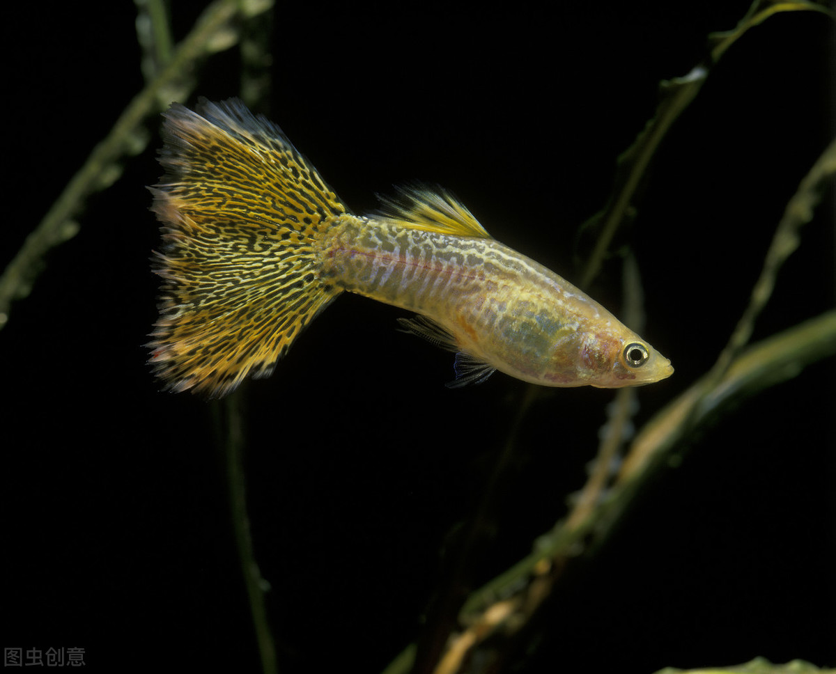 绿水养孔雀鱼可以吗？注意这2点，绿水养的孔雀鱼更好看