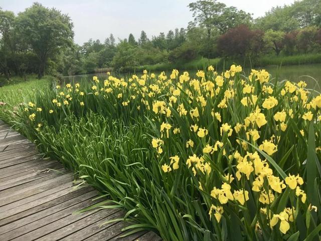 水生态净化植物,常见的观赏净化水生植物
