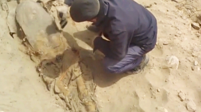 金丝楠木古墓发掘完整视频,古墓出土的金丝楠木