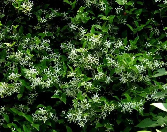 看到花的时候,不知是什么花?那就收下这份百花图谱