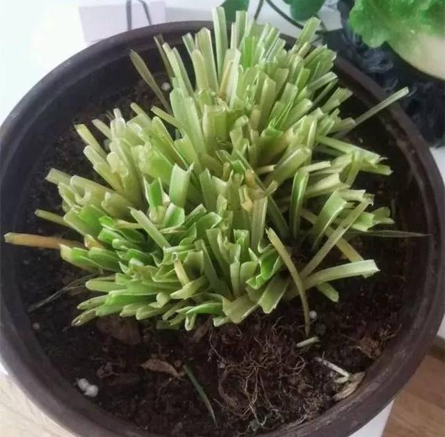 吊兰叶子冻死了还能活吗,吊兰被冻死了怎么办