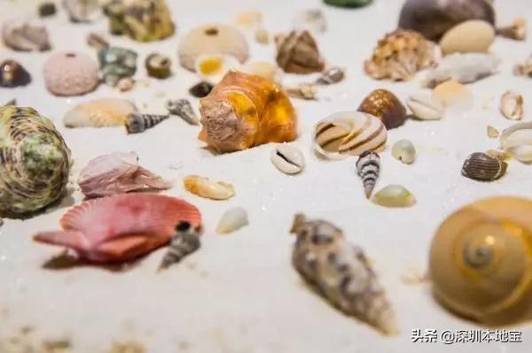 深圳有哪些地方免费景点,深圳都有什么景点免费游玩