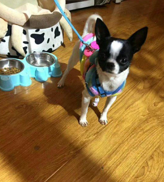 从狗贩子手中500买下金毛,从狗贩子买下了土狗