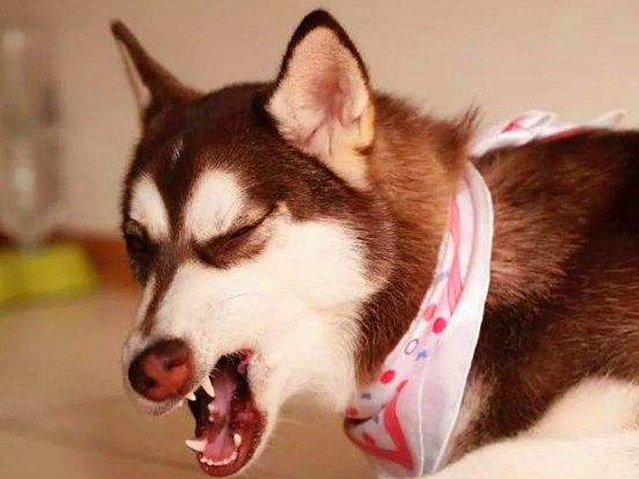 哈士奇到底能不能训练,不听话的哈士奇应该怎么训