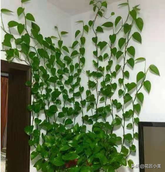 四季开花又耐寒的爬藤植物有哪些,好养的户外爬藤花卉植物有哪些