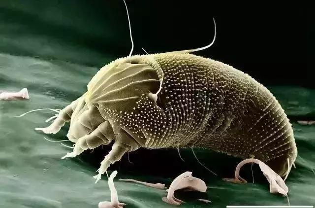 柑橘锈壁虱什么时间发生,柑橘锈壁虱危害图