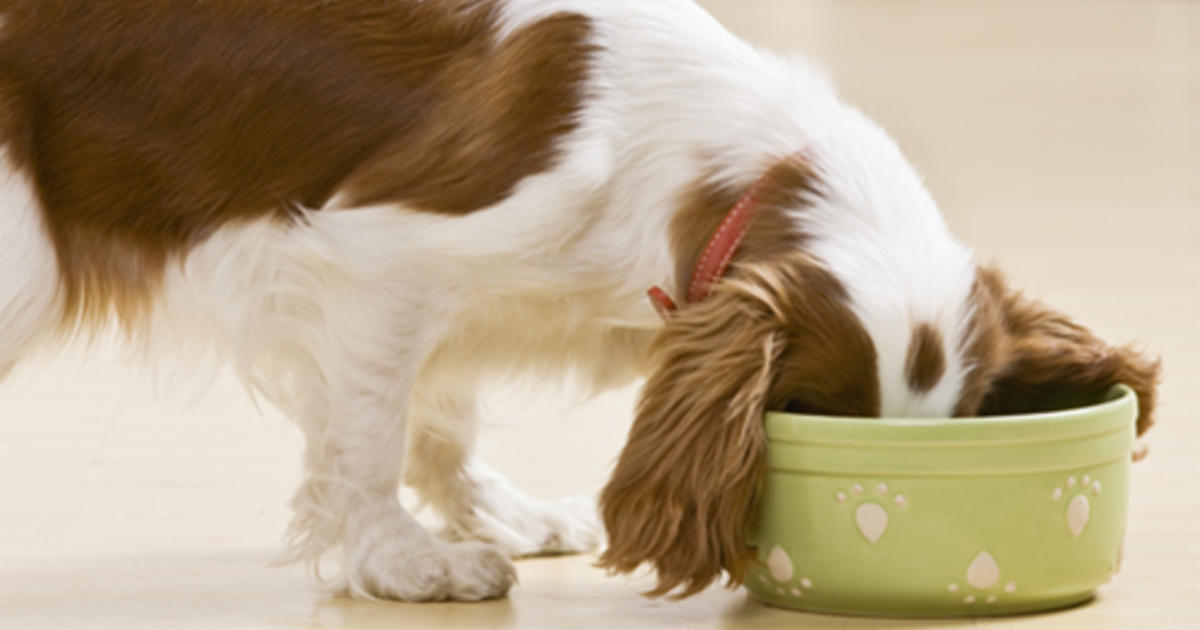 看懂狗粮配方,狗粮选择科普小知识怎么选