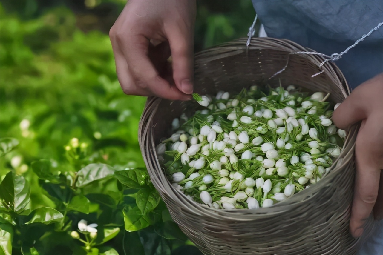 和张一元吴裕泰比肩的茶叶老字号,张一元哪款茶卖的最好