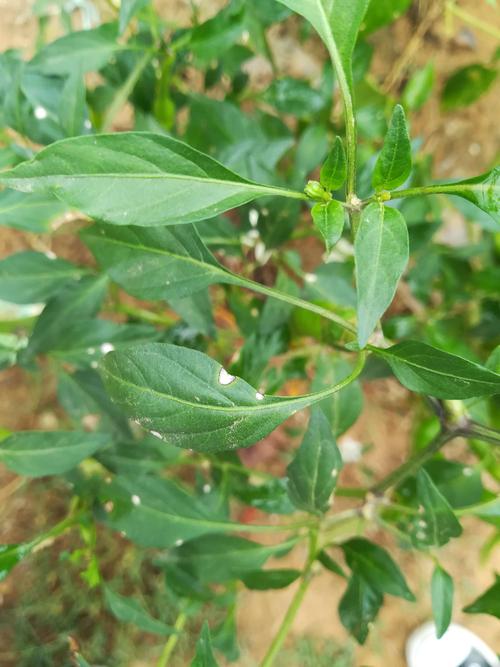 辣椒白星病防治农药,辣椒的白星病害图片及用药