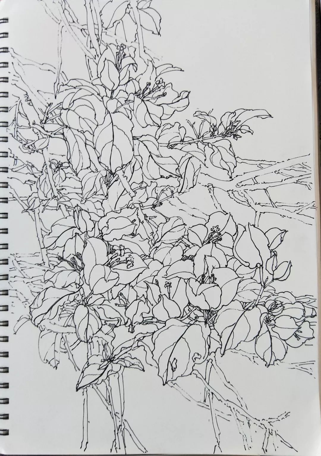 袁金奎老师国画作品欣赏,袁金奎写意花鸟画作品