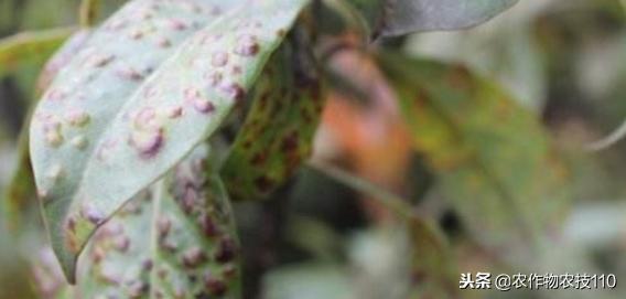 红小豆最佳种植方法小妙招,红小豆高产种植技术