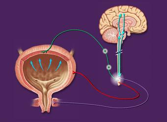 尿憋久了不只是滋生细菌，还影响性功能……憋尿的危害你了解吗？