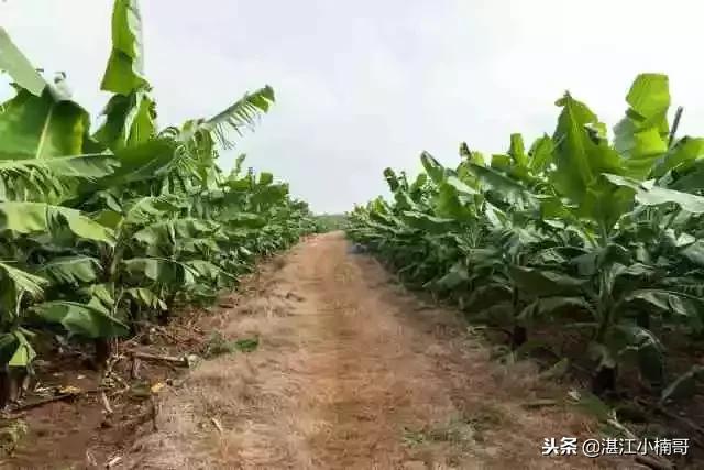 徐闻香蕉基地500亩,广东徐闻县香蕉种植面积
