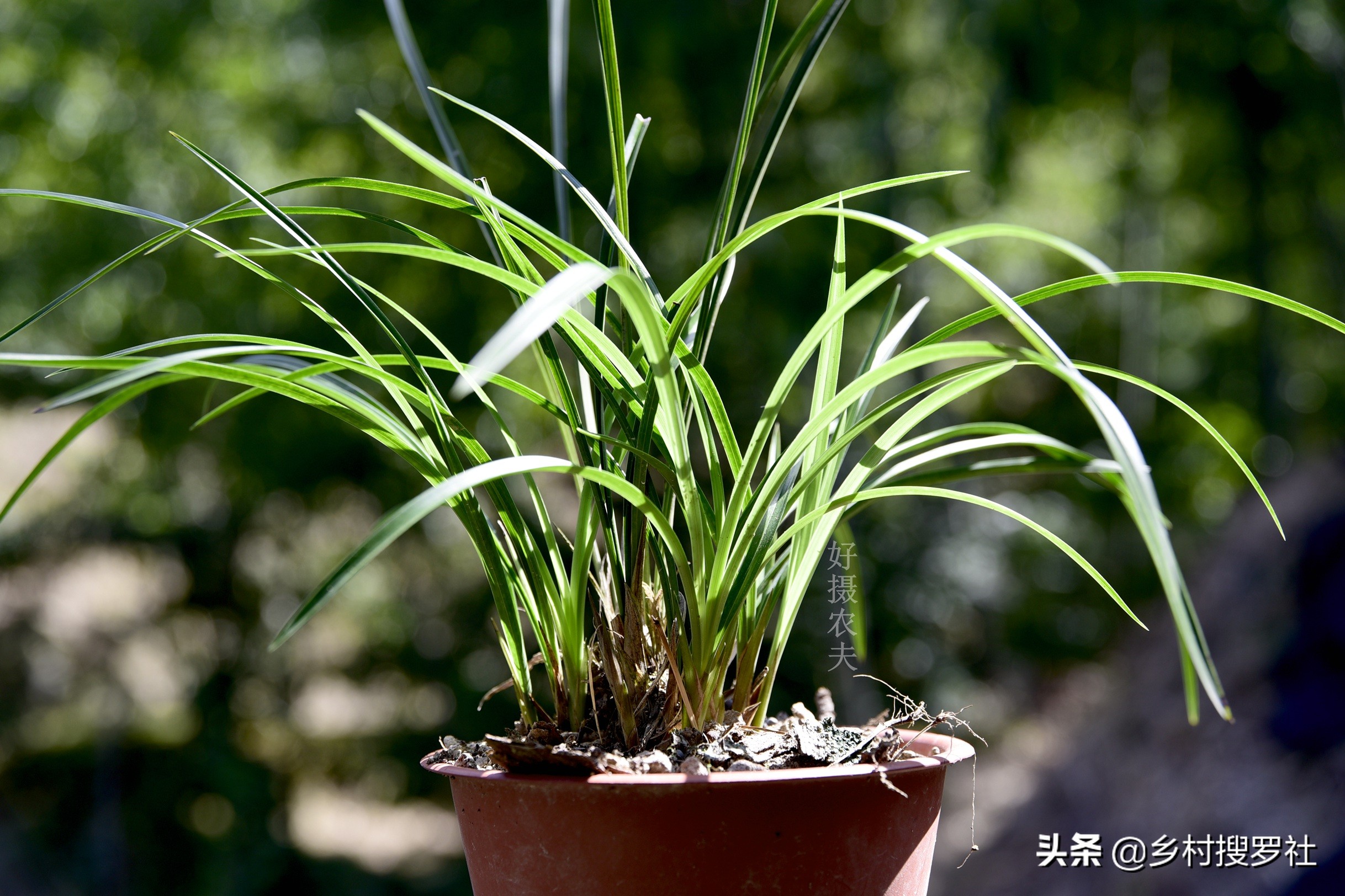 叶片起黑斑冬季爆发的兰花疾病,恶霉灵能治疗兰花叶片发黄黑斑吗